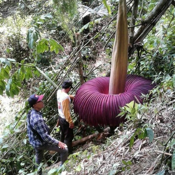 Lo&agrave;i hoa nh&igrave;n th&igrave; đẹp nhưng ẩn chứa sự thật h&atilde;i h&ugrave;ng- Ảnh 1.