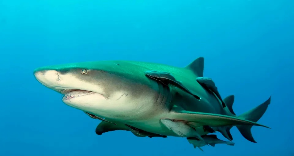 Tiết lộ mới g&acirc;y sốc về h&igrave;nh d&aacute;ng v&agrave; k&iacute;ch thước thực sự của c&aacute; mập Megalodon - Ảnh 1.