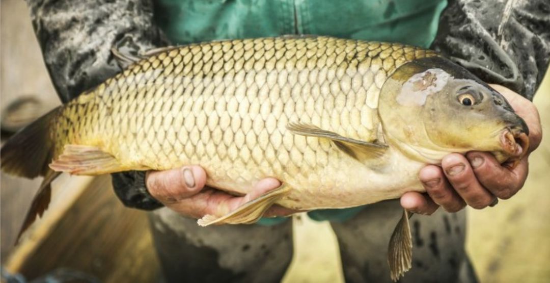 Loại c&aacute; gi&aacute; rẻ được v&iacute; như "thuốc cường phổi", tiết trời ẩm thấp n&ecirc;n ăn nhiều sẽ rất tốt - Ảnh 1.