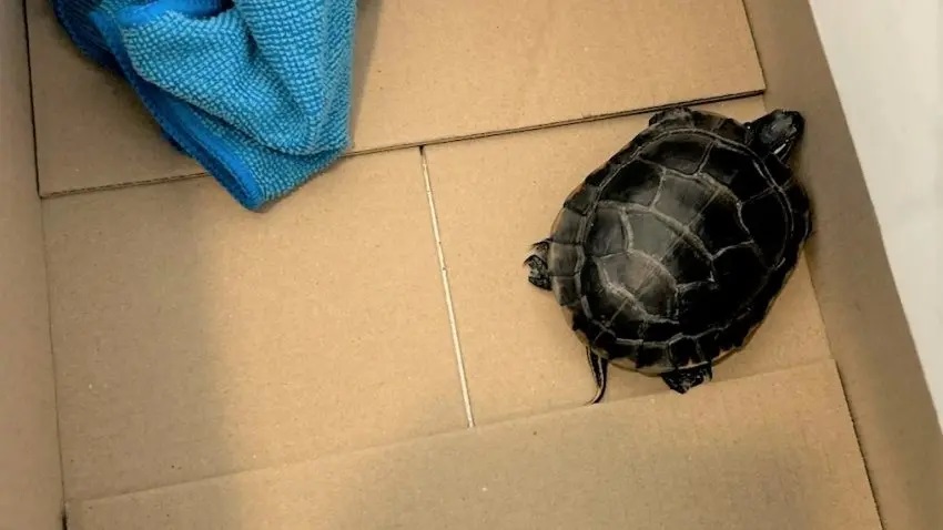 Du kh&aacute;ch bị bắt quả tang giấu thứ n&agrave;y trong quần tại s&acirc;n bay - Ảnh 1.