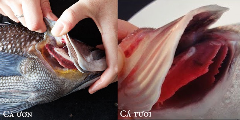 Đi chợ thấy c&aacute; c&oacute; m&ugrave;i tanh nồng th&igrave; đừng vội bịt mũi "quay xe": Sự thật kh&ocirc;ng như bạn nghĩ! - Ảnh 2.