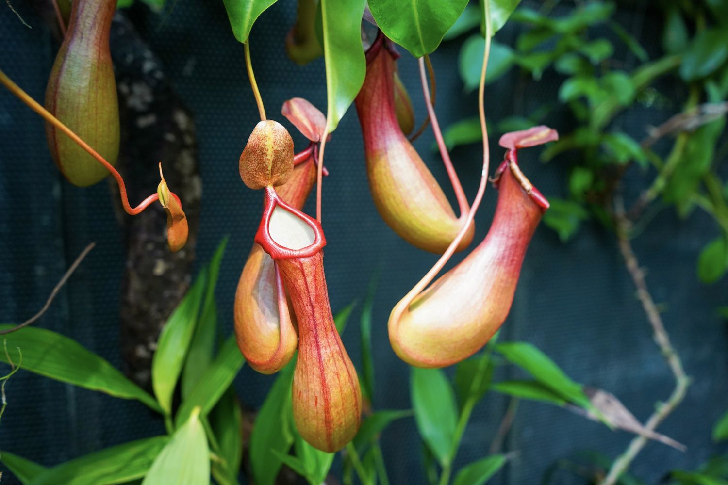 Lo&agrave;i hoa đ&aacute;ng sợ nhất h&agrave;nh tinh: L&agrave; thực vật nhưng c&oacute; thể ăn thịt động vật, thậm ch&iacute; "nuốt chửng" cả 1 con chuột- Ảnh 2.