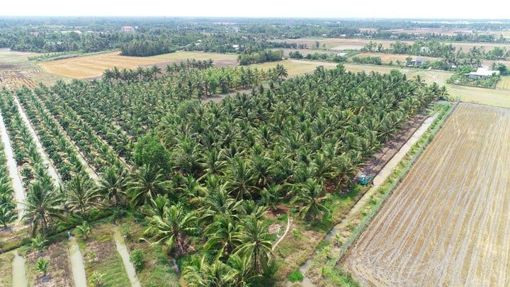 Thạc sĩ bỏ nghề về quê khởi nghiệp với cây dừa, thu 30 tỷ đồng mỗi năm - Ảnh 3.