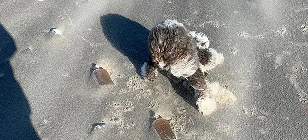 Dắt chó đi dạo phát hiện kho rượu whisky cổ trên bãi biển Mỹ - Ảnh 1.