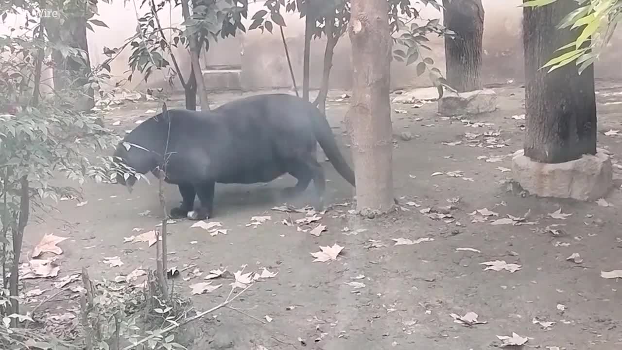 Báo đen "bụng phệ" gây xôn xao mạng xã hội - Ảnh 1.