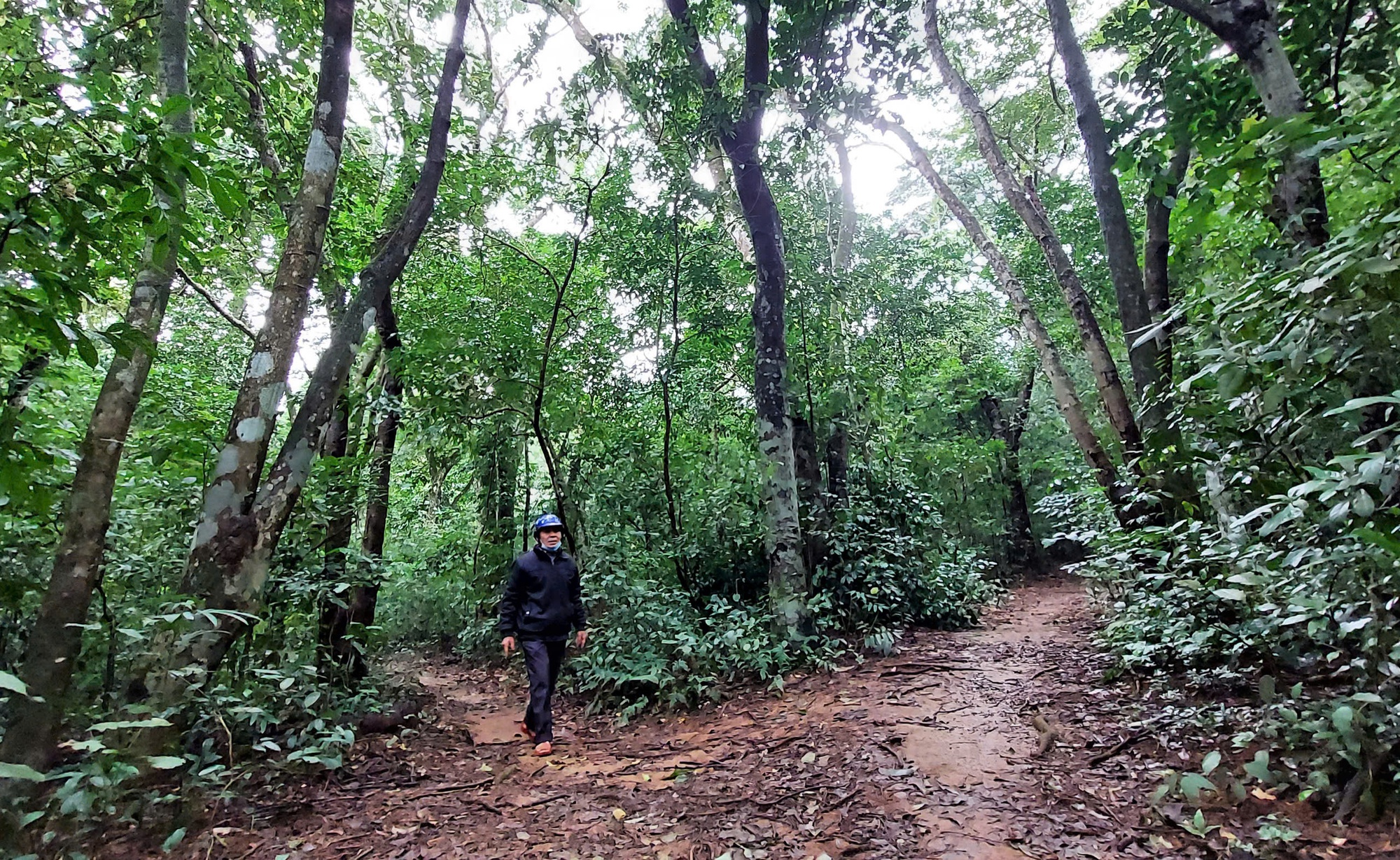 Chuyện lạ: Người đàn ông có tên được đặt cho loài thực vật mới ở Quảng Trị- Ảnh 1. Chuyện lạ: Người đàn ông có tên được đặt cho loài thực vật mới ở Quảng Trị- Ảnh 1.