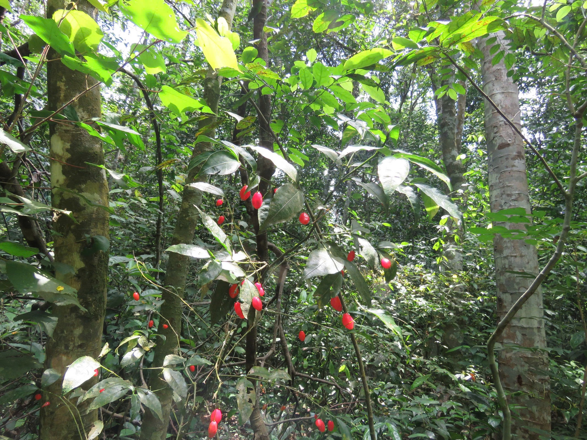 Chuyện lạ: Người đàn ông có tên được đặt cho loài thực vật mới ở Quảng Trị- Ảnh 3. Chuyện lạ: Người đàn ông có tên được đặt cho loài thực vật mới ở Quảng Trị- Ảnh 3.