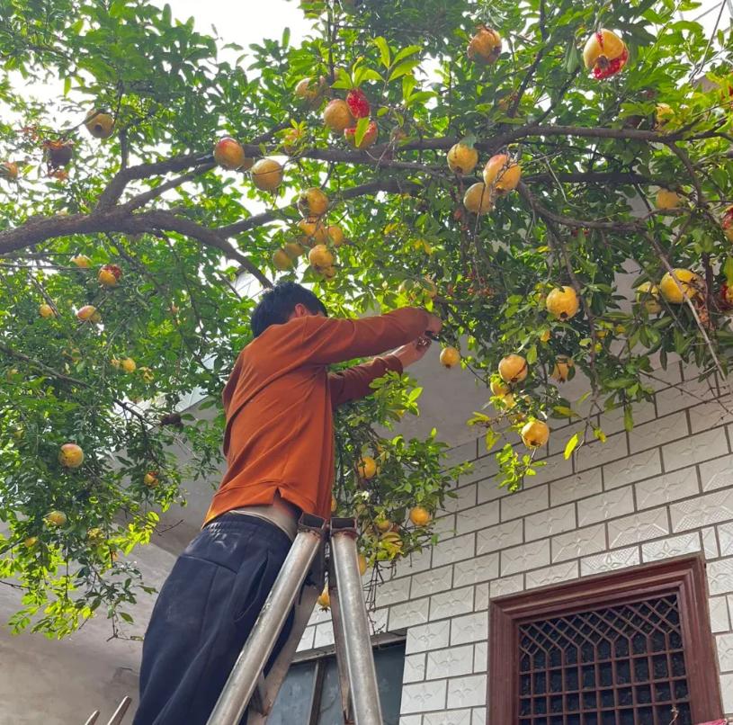 Trồng cây phong thủy trong sân nhà giúp gia đình giàu có - Ảnh 5.