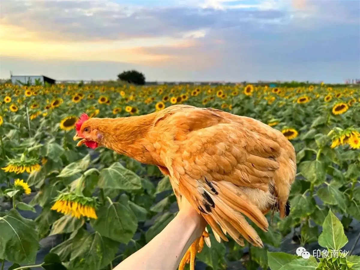 Chi gần 2 triệu đồng để ăn nửa con gà, vị khách “bất ngờ ngã ngửa” khi được nghe giải thích: Gà này không phải gà thường!- Ảnh 2.