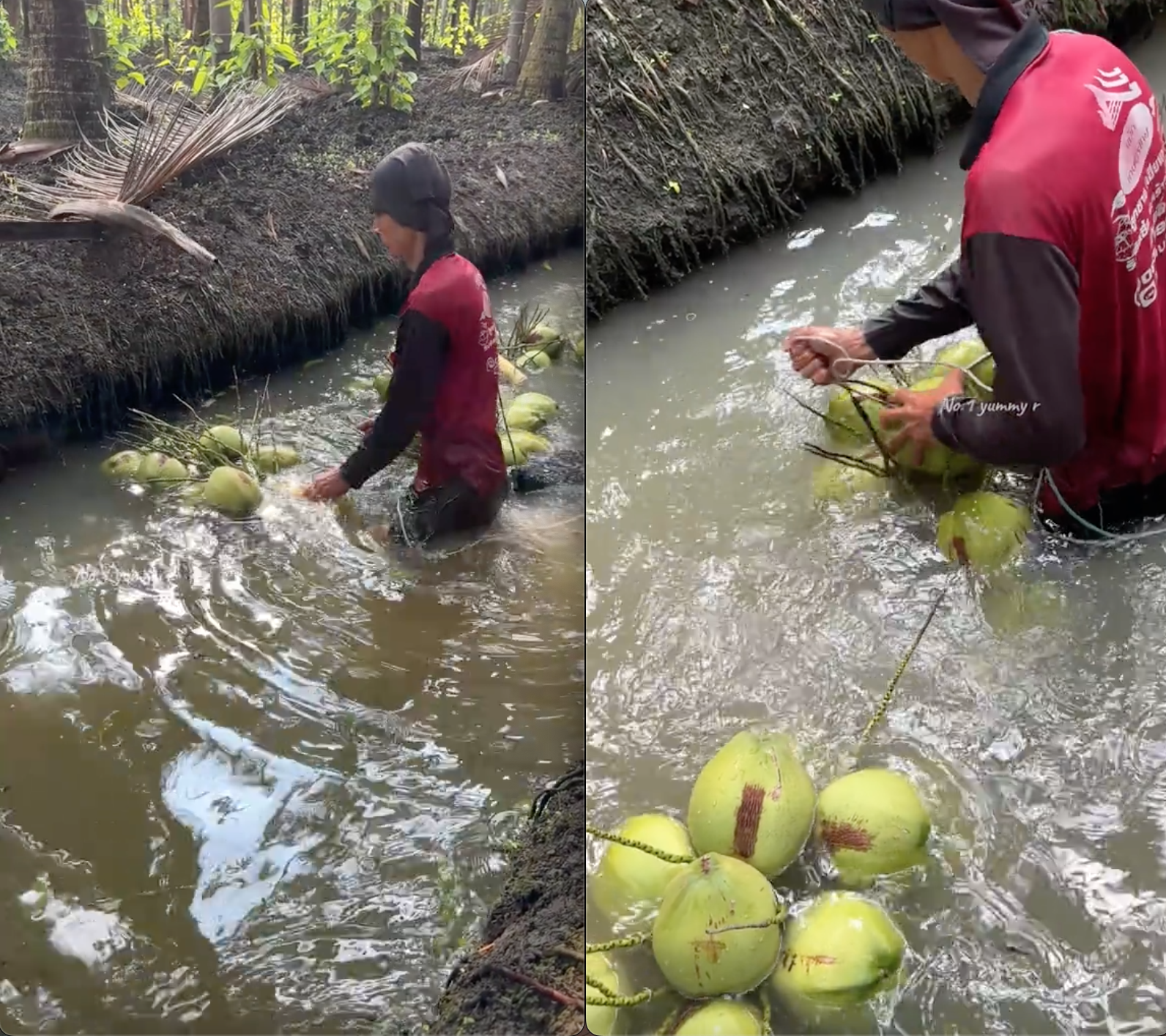 Người đàn ông sáng tạo cách thu hoạch dừa nhanh chóng và hiệu quả , cư dân mạng trầm trồ - Ảnh 4.