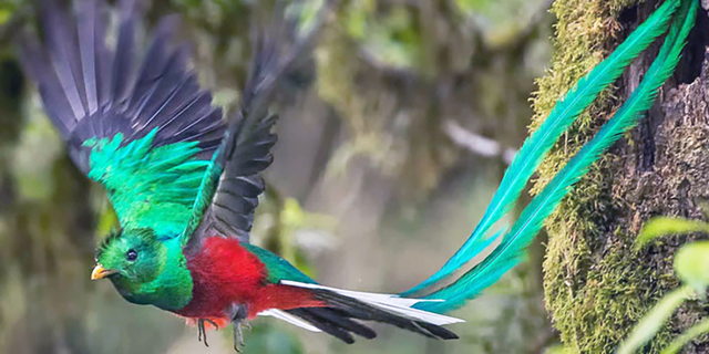 Lo&agrave;i chim "qu&yacute; hơn v&agrave;ng", kh&ocirc;ng thể bị nhốt v&igrave; l&yacute; do đặc biệt- Ảnh 6.