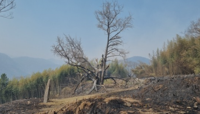 Ch&aacute;y rừng kinh ho&agrave;ng ở H&agrave;n Quốc: &ldquo;C&acirc;y thi&ecirc;ng&rdquo; 900 năm tuổi bị thi&ecirc;u rụi ho&agrave;n to&agrave;n, hiện trường tan hoang đến thảm thương- Ảnh 6.