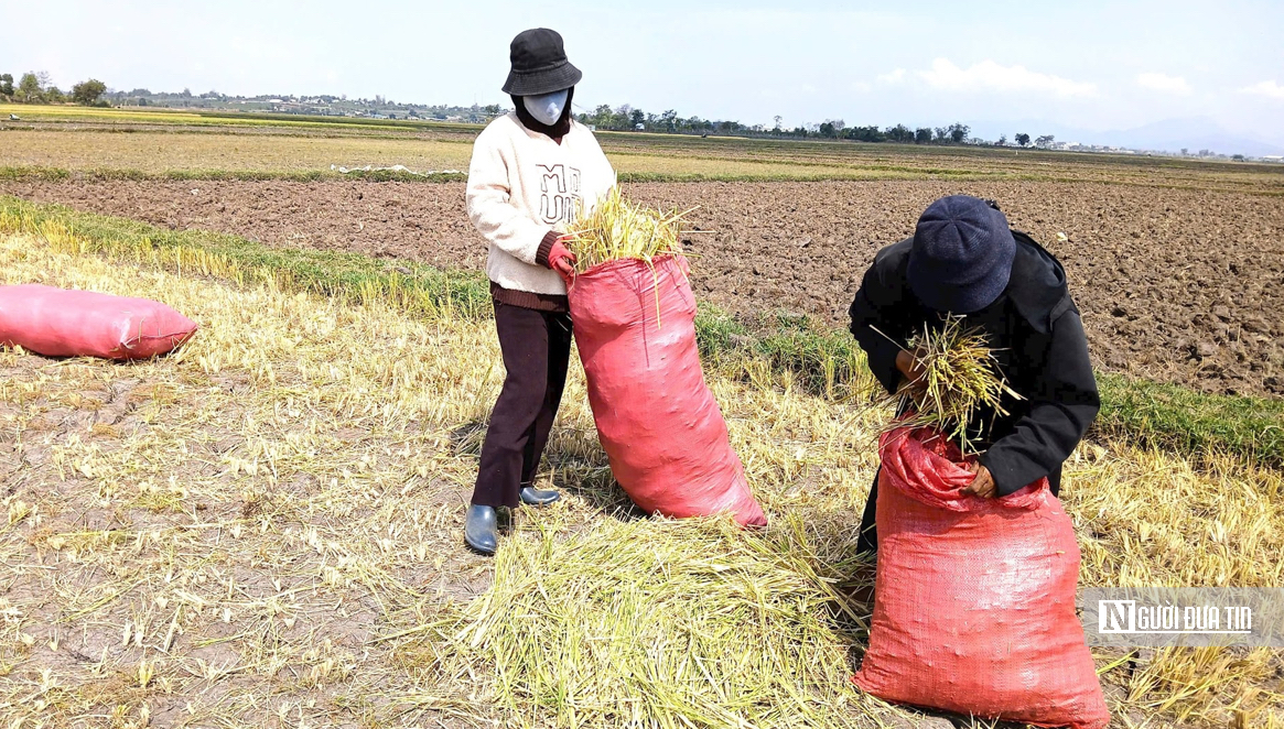 Hạn h&aacute;n khốc liệt ở T&acirc;y Nguy&ecirc;n: N&ocirc;ng d&acirc;n chật vật giữ nước cho m&ugrave;a m&agrave;ng- Ảnh 4.