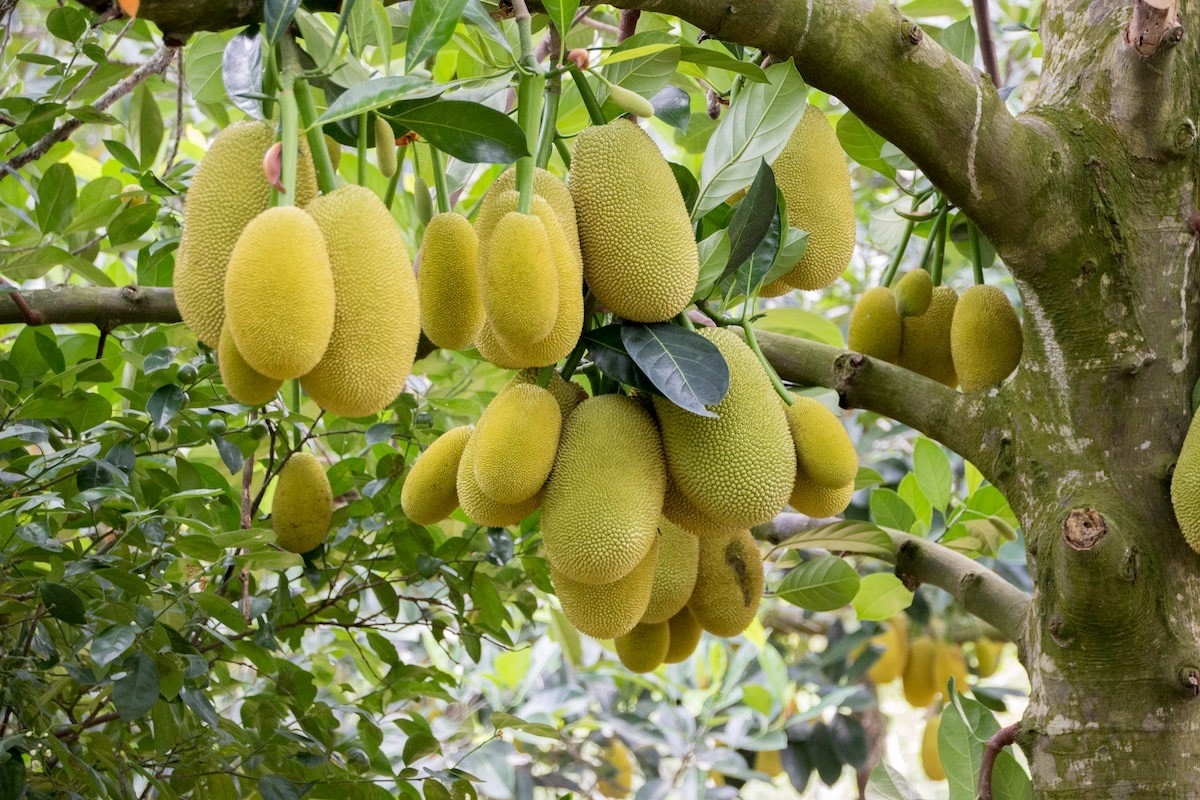 - Ảnh 1.