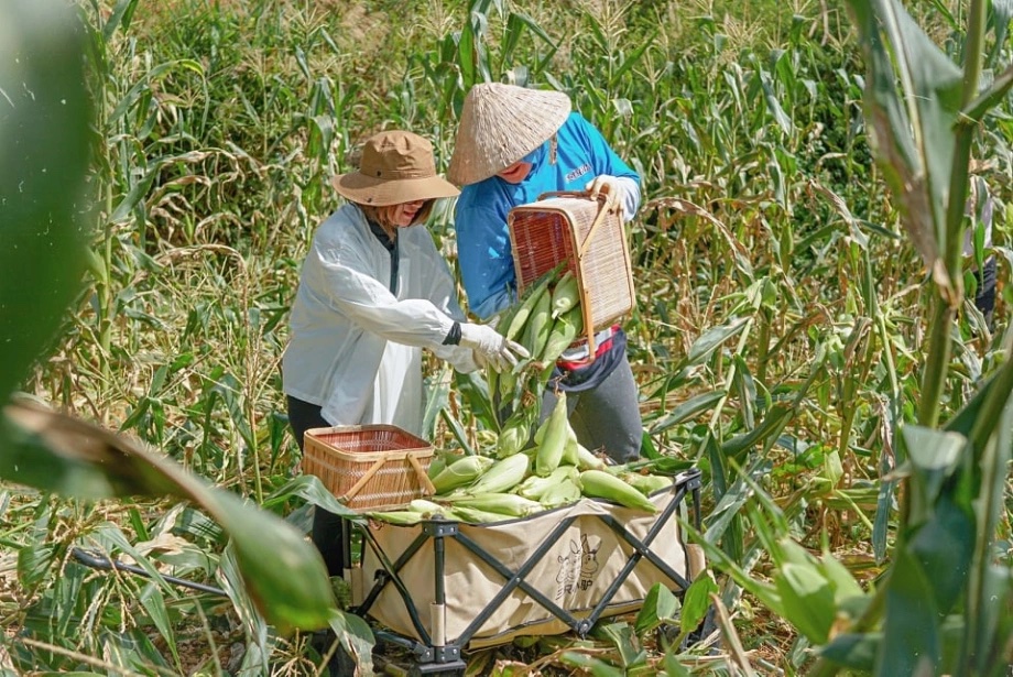 Bán căn nhà mặt phố giá 4 tỷ để về quê an dưỡng, hưởng bình yên, sau một thời gian nghiền ngẫm, tôi nhận ra: Đây đúng là trò lừa đảo!- Ảnh 2.
