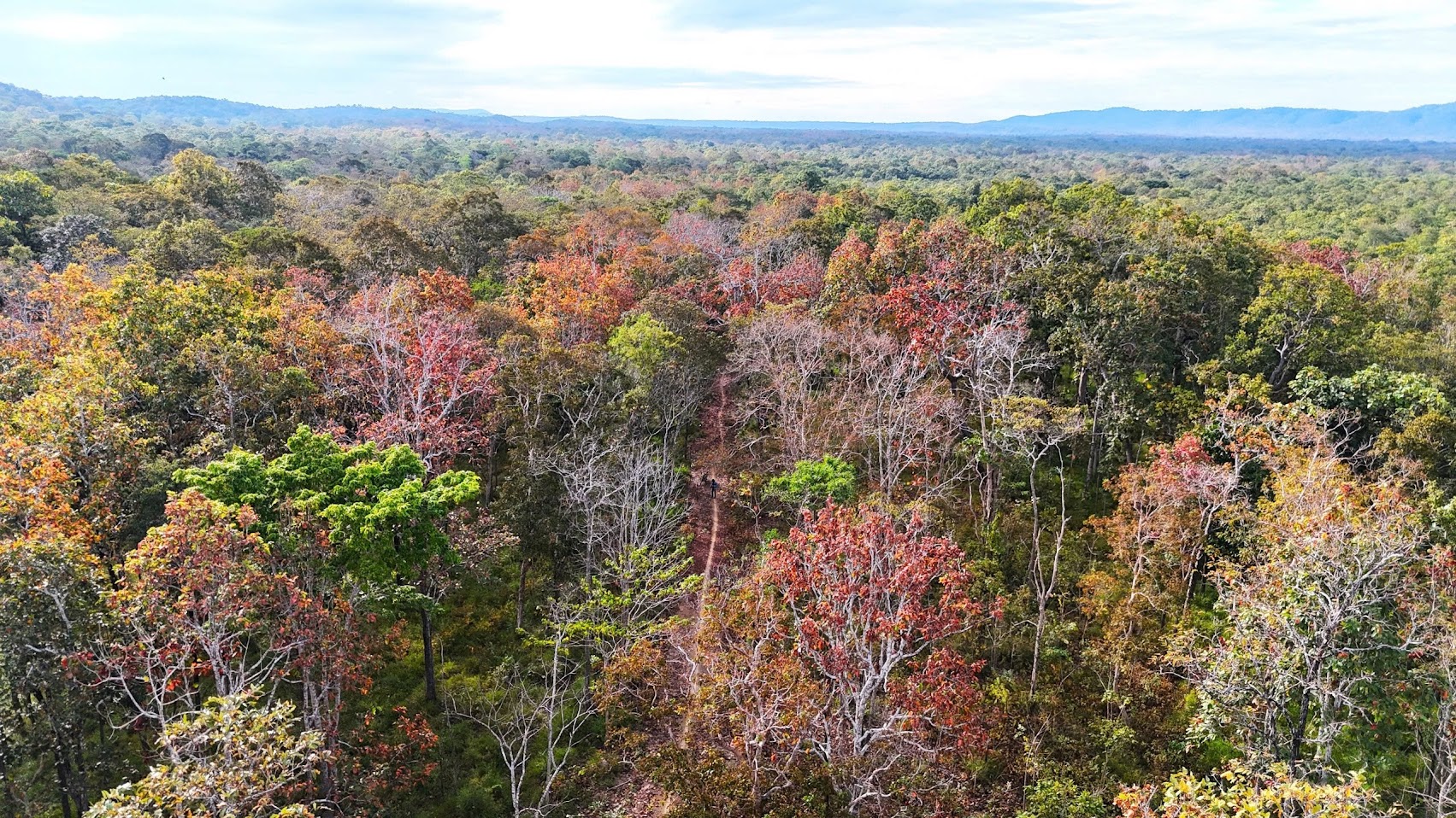Mê mẩn mùa lá rụng ở rừng khộp Vườn quốc gia Yok Đôn - Ảnh 1. Mê mẩn mùa lá rụng ở rừng khộp Vườn quốc gia Yok Đôn - Ảnh 1.