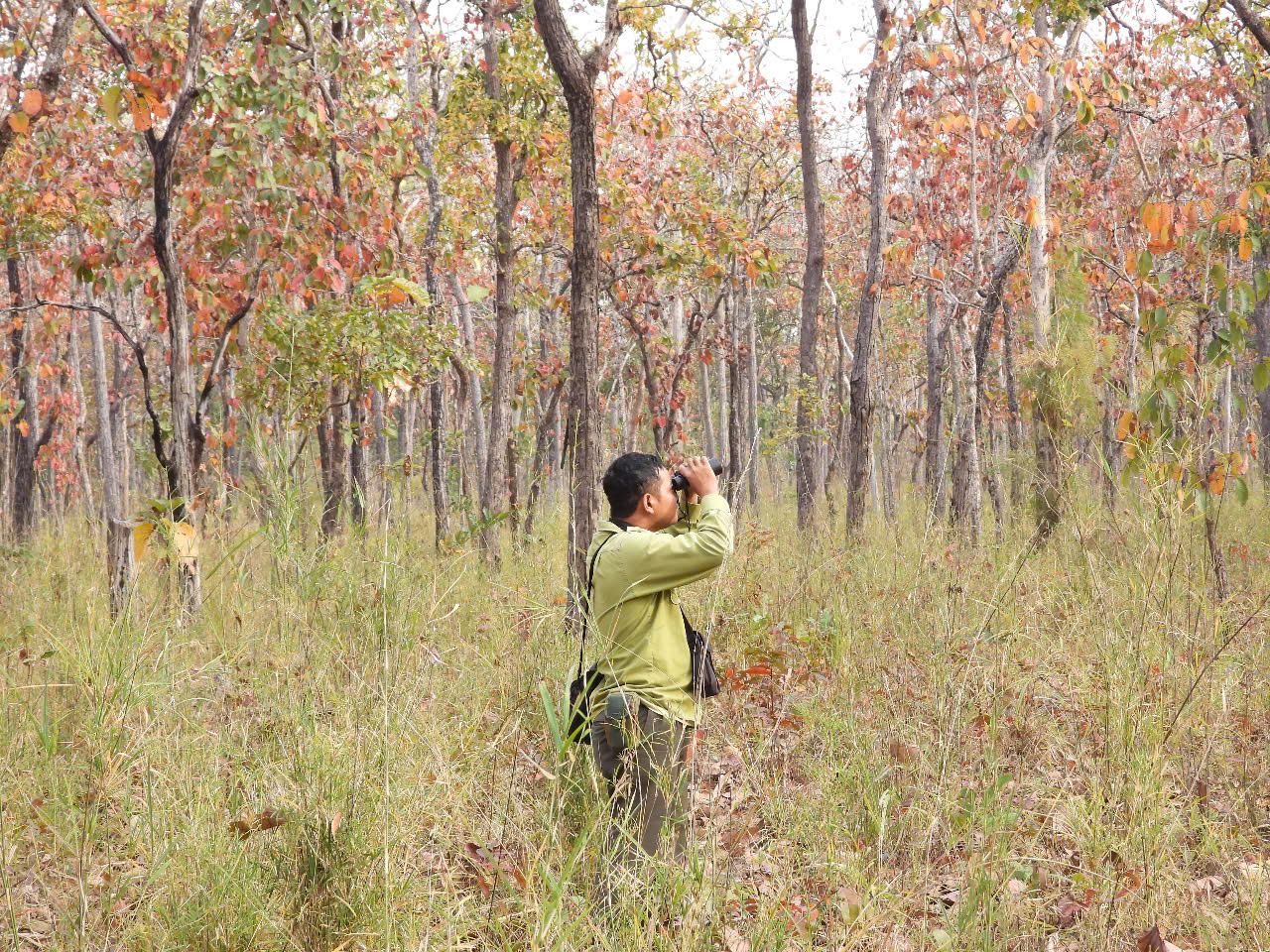 Mê mẩn mùa lá rụng ở rừng khộp Vườn quốc gia Yok Đôn - Ảnh 2. Mê mẩn mùa lá rụng ở rừng khộp Vườn quốc gia Yok Đôn - Ảnh 2.