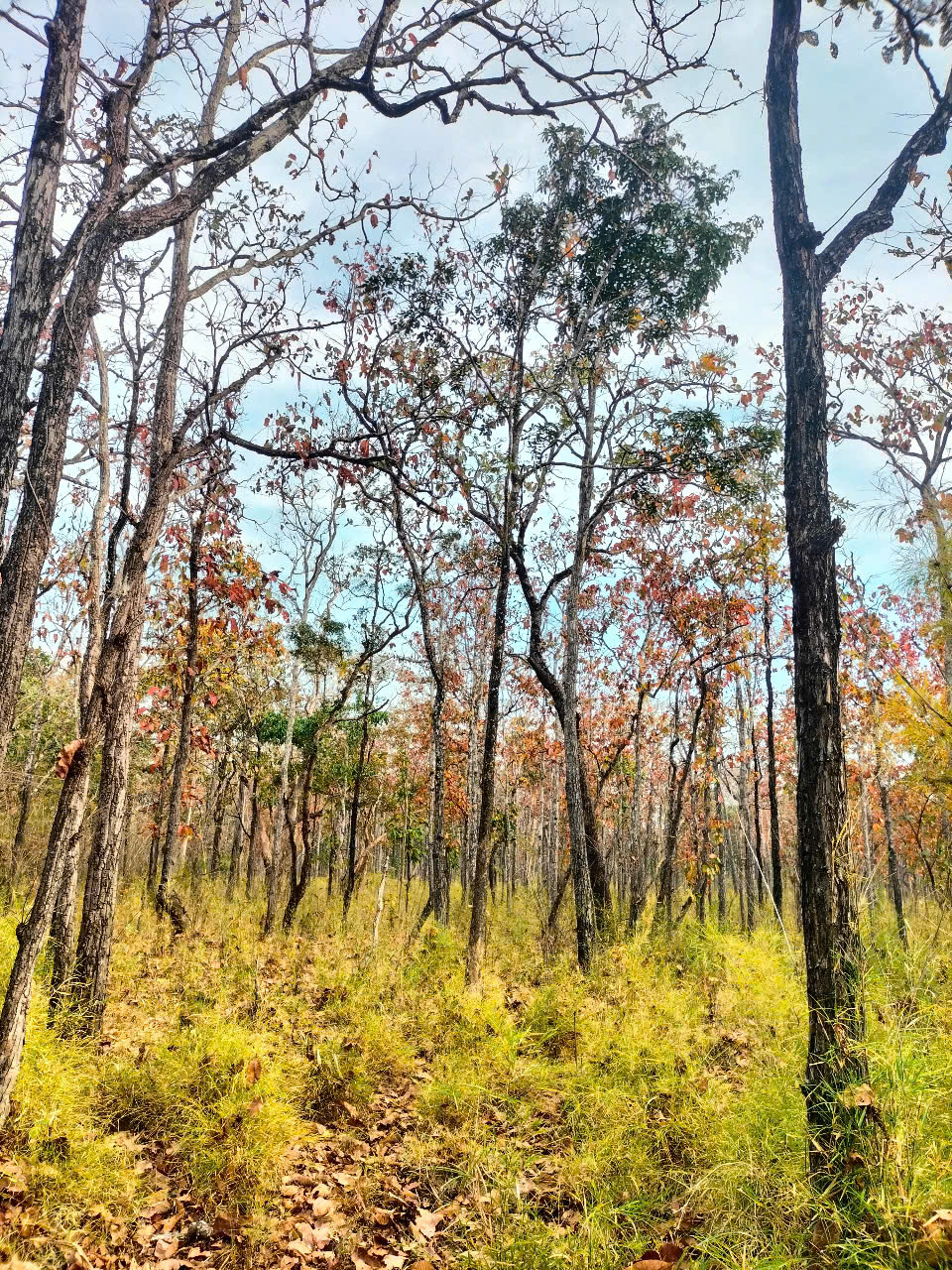Mê mẩn mùa lá rụng ở rừng khộp Vườn quốc gia Yok Đôn - Ảnh 6. Mê mẩn mùa lá rụng ở rừng khộp Vườn quốc gia Yok Đôn - Ảnh 6.