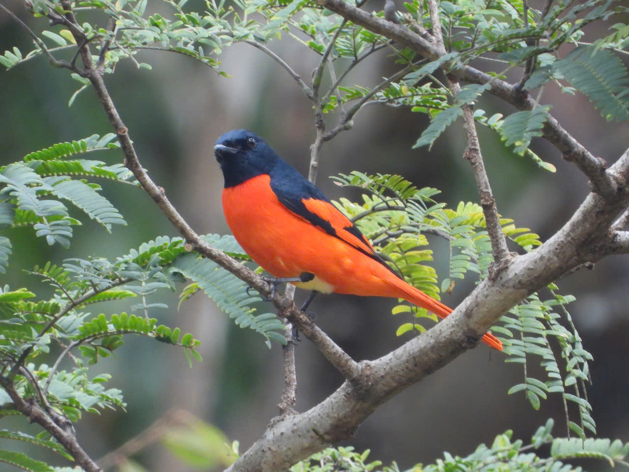 Mê mẩn mùa lá rụng ở rừng khộp Vườn quốc gia Yok Đôn - Ảnh 4. Mê mẩn mùa lá rụng ở rừng khộp Vườn quốc gia Yok Đôn - Ảnh 4.