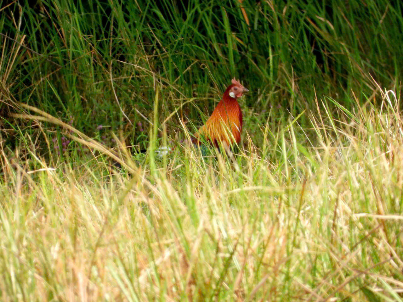 Mê mẩn mùa lá rụng ở rừng khộp Vườn quốc gia Yok Đôn - Ảnh 5. Mê mẩn mùa lá rụng ở rừng khộp Vườn quốc gia Yok Đôn - Ảnh 5.