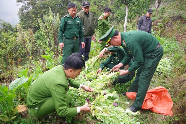 Phát hiện trồng thuốc phiện trái phép trong vườn rau cải tại Hà Giang - Ảnh 1.