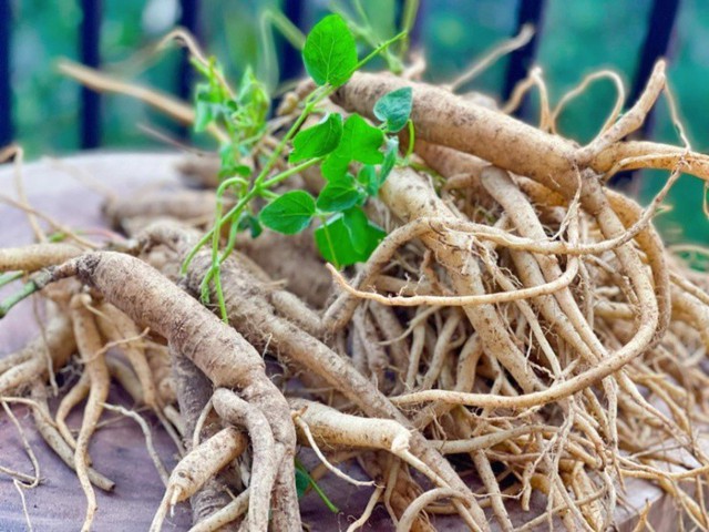 Loại c&acirc;y dại xưa l&agrave; thức ăn chăn nu&ocirc;i, nay qu&yacute; như "nh&acirc;n s&acirc;m của người ngh&egrave;o"- Ảnh 2.