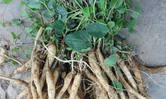 Loại c&acirc;y dại xưa l&agrave; thức ăn chăn nu&ocirc;i, nay qu&yacute; như "nh&acirc;n s&acirc;m của người ngh&egrave;o"- Ảnh 1.