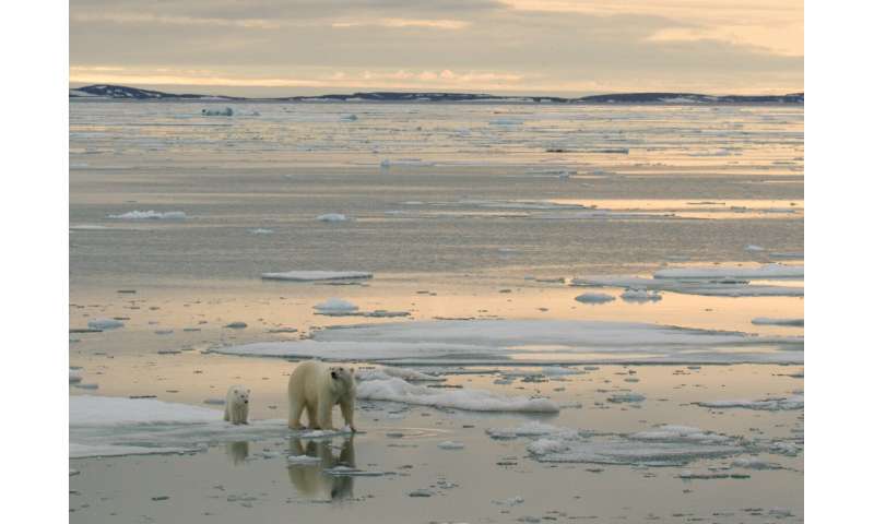 Thước phim đầu ti&ecirc;n trong lịch sử ghi lại cảnh gấu Bắc Cực dắt con rời hang ngủ đ&ocirc;ng: Tr&ocirc;ng rất đ&aacute;ng y&ecirc;u, nhưng c&aacute;c nh&agrave; khoa học cho biết đ&oacute; l&agrave; một điềm b&aacute;o chẳng l&agrave;nh- Ảnh 12.