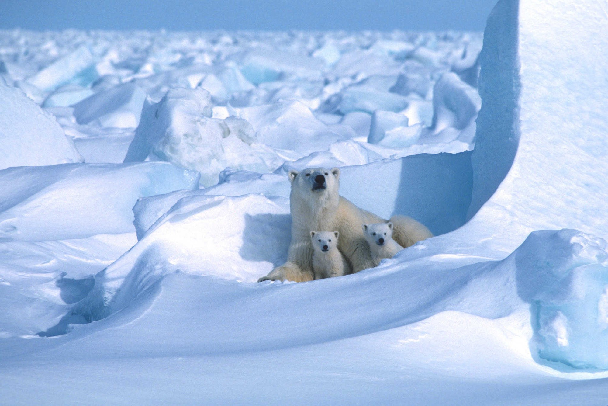 Thước phim đầu ti&ecirc;n trong lịch sử ghi lại cảnh gấu Bắc Cực dắt con rời hang ngủ đ&ocirc;ng: Tr&ocirc;ng rất đ&aacute;ng y&ecirc;u, nhưng c&aacute;c nh&agrave; khoa học cho biết đ&oacute; l&agrave; một điềm b&aacute;o chẳng l&agrave;nh- Ảnh 1.