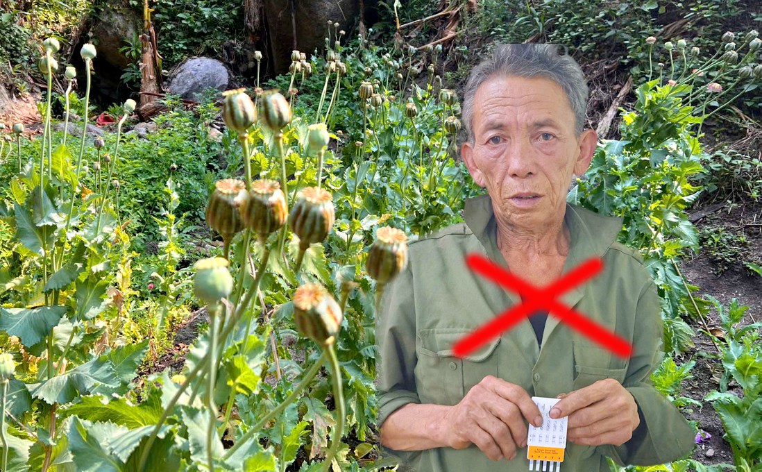 Người đàn ông Lai Châu trồng 547 cây thuốc phiện bị bắt giữ - Ảnh 1.