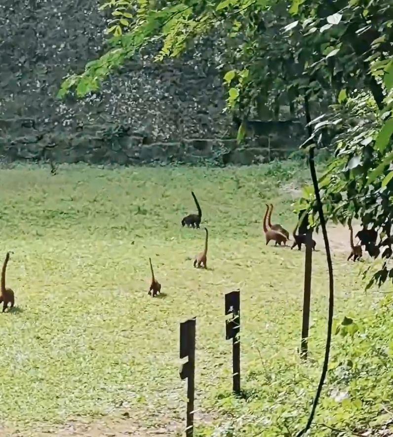 Xuất hiện video loài động vật giống như khủng long cổ dài số lượng hàng chục con, càng nhìn kỹ càng phải "há hốc miệng" vì kinh ngạc - Ảnh 4.