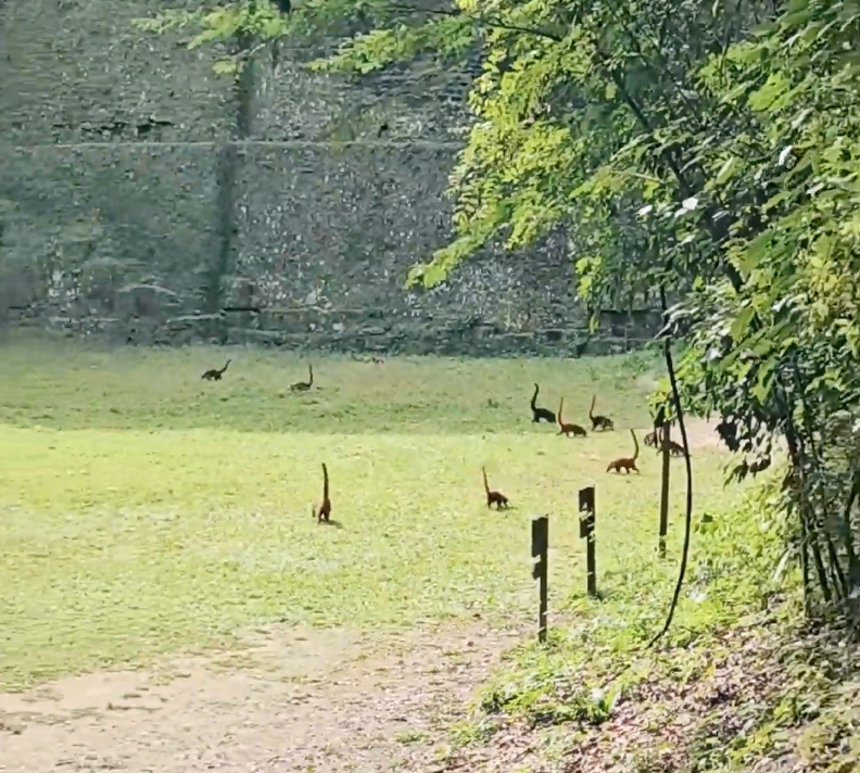 Xuất hiện video loài động vật giống như khủng long cổ dài số lượng hàng chục con, càng nhìn kỹ càng phải "há hốc miệng" vì kinh ngạc - Ảnh 2.