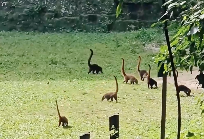 Xuất hiện video loài động vật giống như khủng long cổ dài số lượng hàng chục con, càng nhìn kỹ càng phải "há hốc miệng" vì kinh ngạc - Ảnh 3.