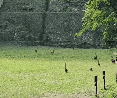 Xuất hiện video loài động vật giống như khủng long cổ dài số lượng hàng chục con, càng nhìn kỹ càng phải "há hốc miệng" vì kinh ngạc - Ảnh 1.