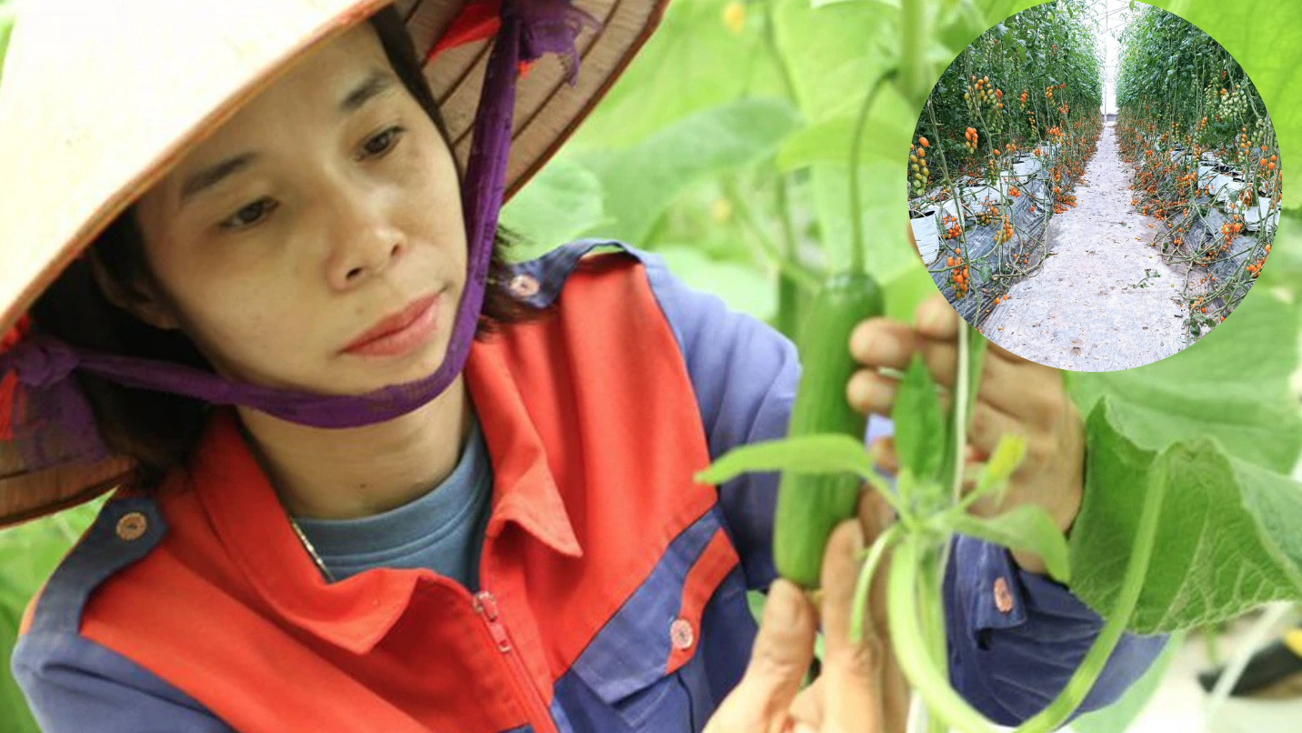 Việt Nam có loại gỗ quý cải thiện không khí: Trung Quốc săn ráo riết, 1 giọt tinh dầu đắt như "vàng ròng" - Ảnh 2.