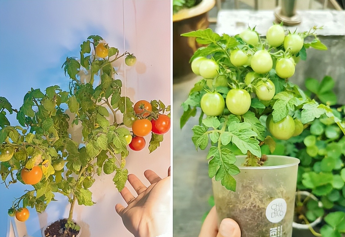 Sau khi uống hết ly tr&agrave; sữa, c&ocirc; g&aacute;i l&agrave;m 1 điều khiến cả c&otilde;i mạng thừa nhận: Đỉnh n&oacute;c!- Ảnh 3.