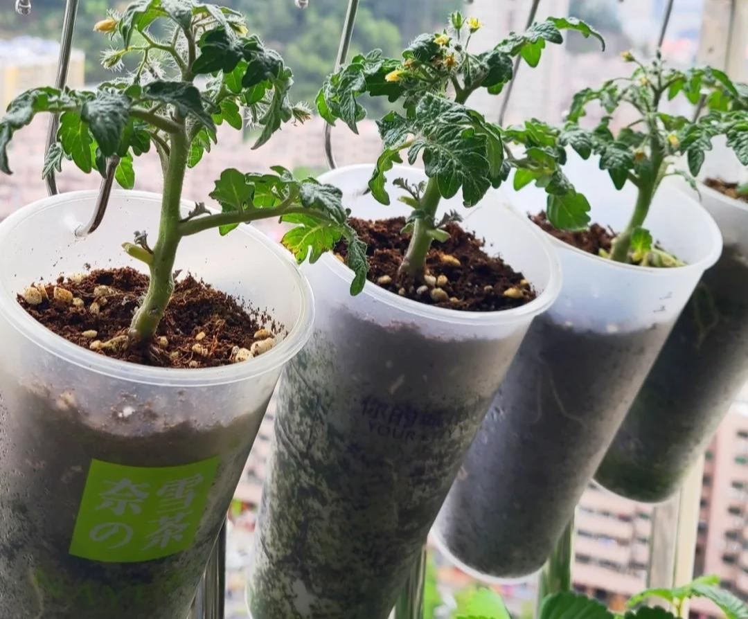 Sau khi uống hết ly tr&agrave; sữa, c&ocirc; g&aacute;i l&agrave;m 1 điều khiến cả c&otilde;i mạng thừa nhận: Đỉnh n&oacute;c!- Ảnh 5.