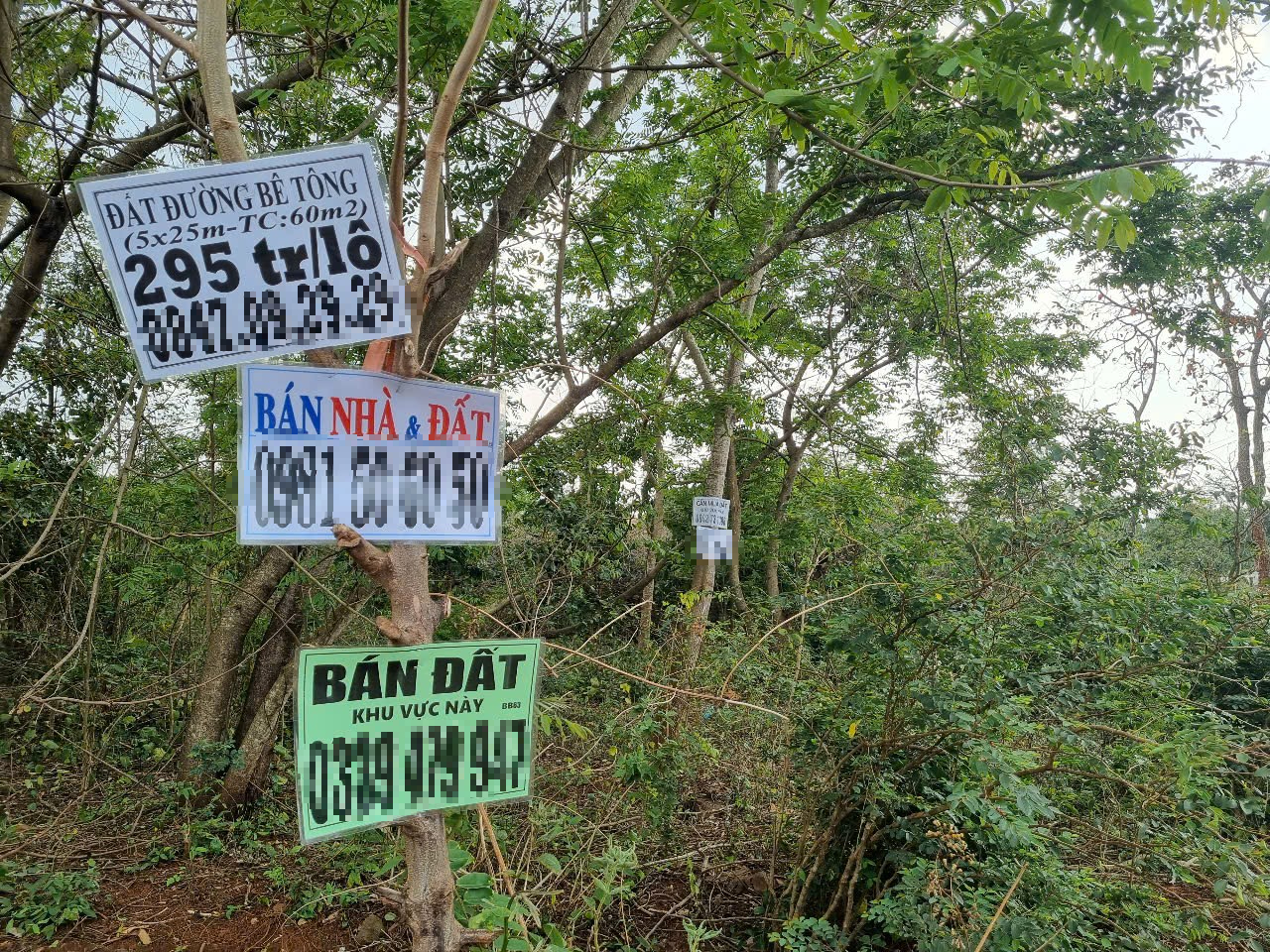 Vì sao cò đất đổ về xã Ea Drơng , Đắk Lắk? - Ảnh 3. Vì sao cò đất đổ về xã Ea Drơng , Đắk Lắk? - Ảnh 3.