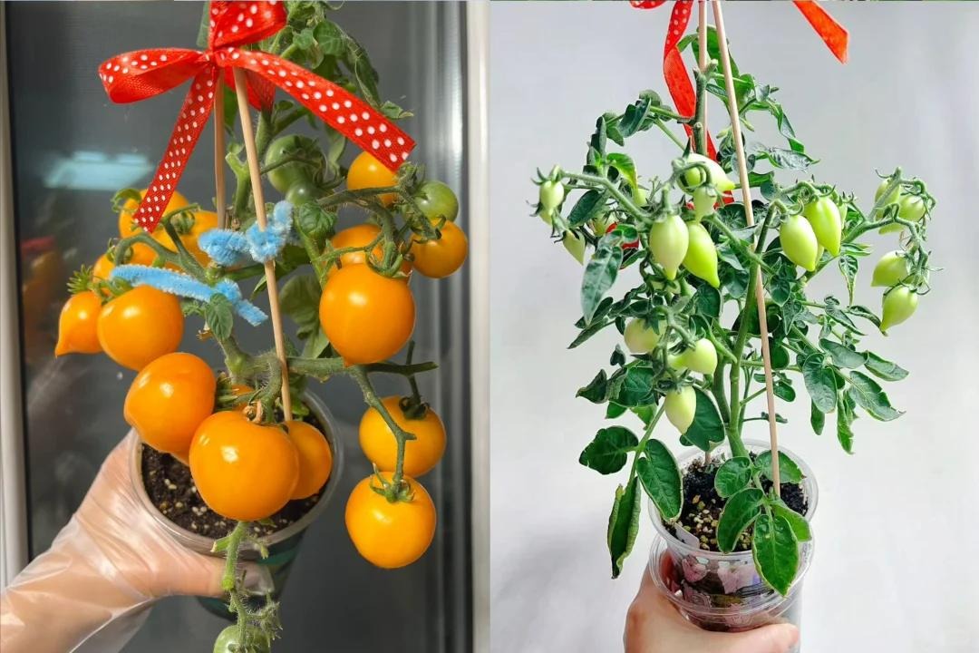 Sau khi uống hết ly tr&agrave; sữa, c&ocirc; g&aacute;i l&agrave;m 1 điều khiến cả c&otilde;i mạng thừa nhận: Đỉnh n&oacute;c!- Ảnh 4.