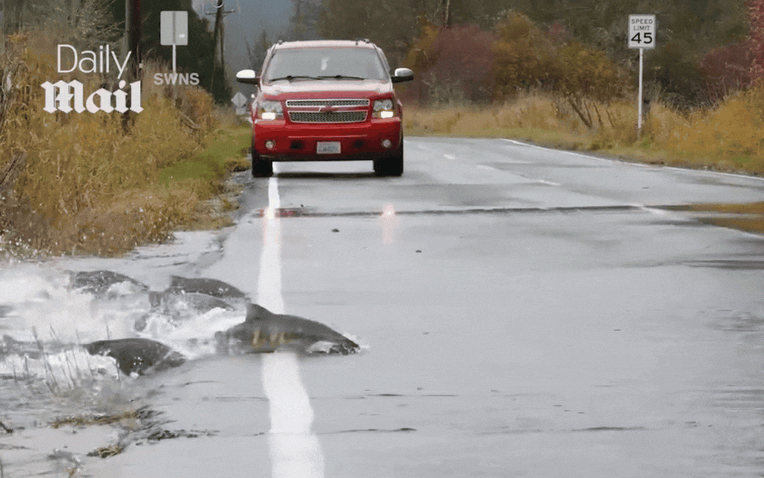 Video cá hồi bơi qua quốc lộ 101 ngập lụt gây sốc cư dân mạng - Ảnh 1.