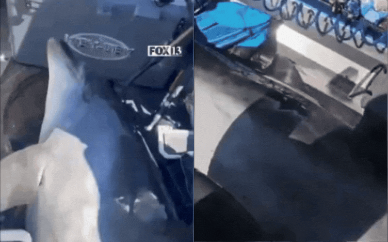 Video: Khoảnh khắc c&aacute; heo nặng hơn 400 c&acirc;n &ldquo;nhảy nhầm&rdquo; l&ecirc;n thuyền, ngư d&acirc;n c&oacute; pha giải cứu nghẹt thở- Ảnh 1.