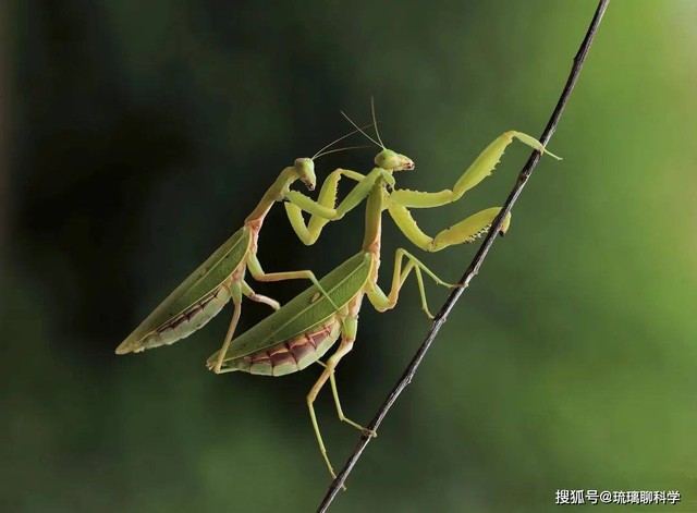 Động vật c&oacute; thể chiến đấu để sinh sản kh&oacute; khăn như thế n&agrave;o? - Ảnh 3.