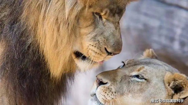 Động vật c&oacute; thể chiến đấu để sinh sản kh&oacute; khăn như thế n&agrave;o? - Ảnh 1.