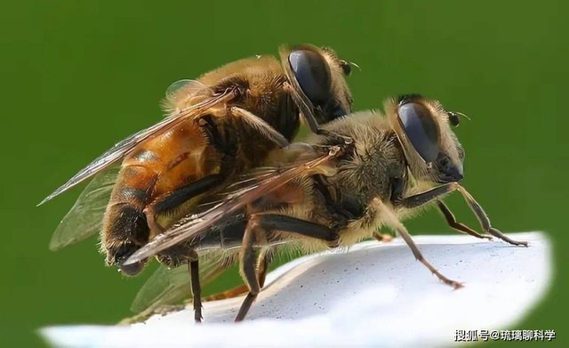 Động vật c&oacute; thể chiến đấu để sinh sản kh&oacute; khăn như thế n&agrave;o? - Ảnh 2.