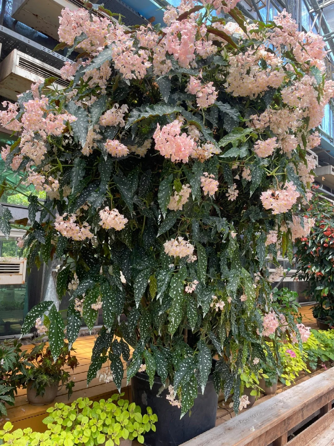 Thu hải đường cá hồi: Cây phong thủy cho người hay gặp may - Ảnh 1. Thu hải đường cá hồi: Cây phong thủy cho người hay gặp may - Ảnh 1.