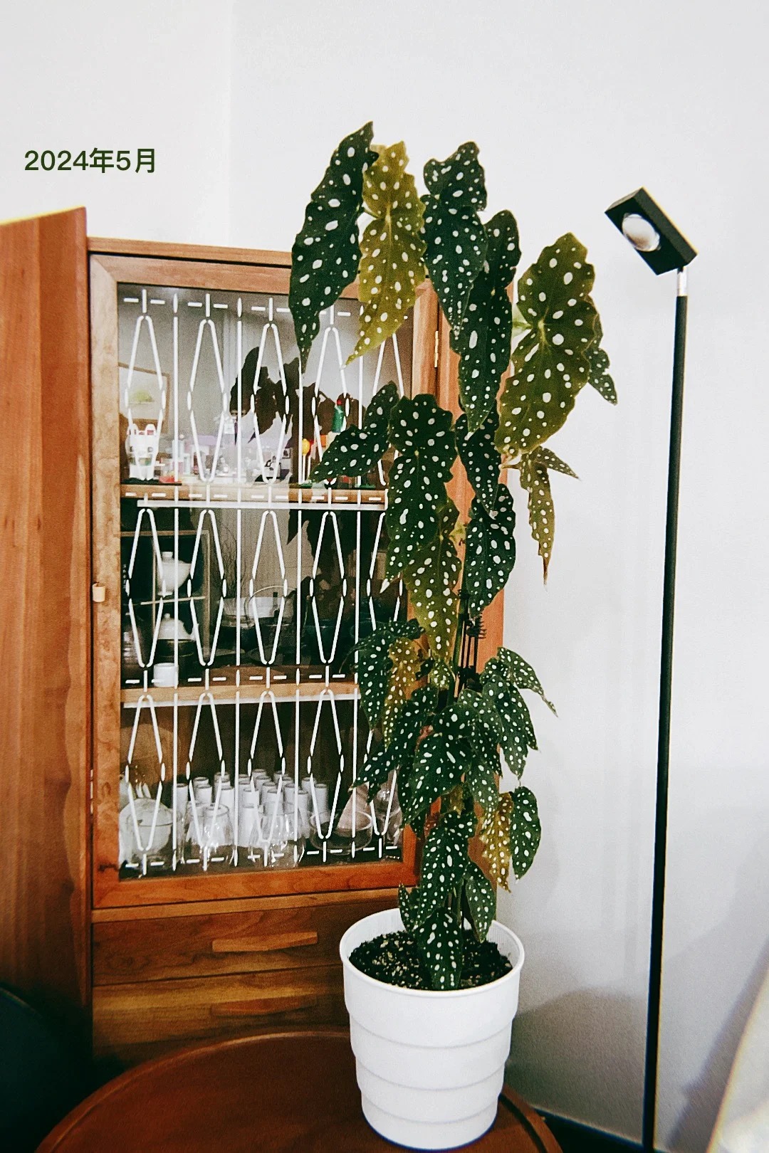 Thu hải đường cá hồi: Cây phong thủy cho người hay gặp may - Ảnh 7. Thu hải đường cá hồi: Cây phong thủy cho người hay gặp may - Ảnh 7.