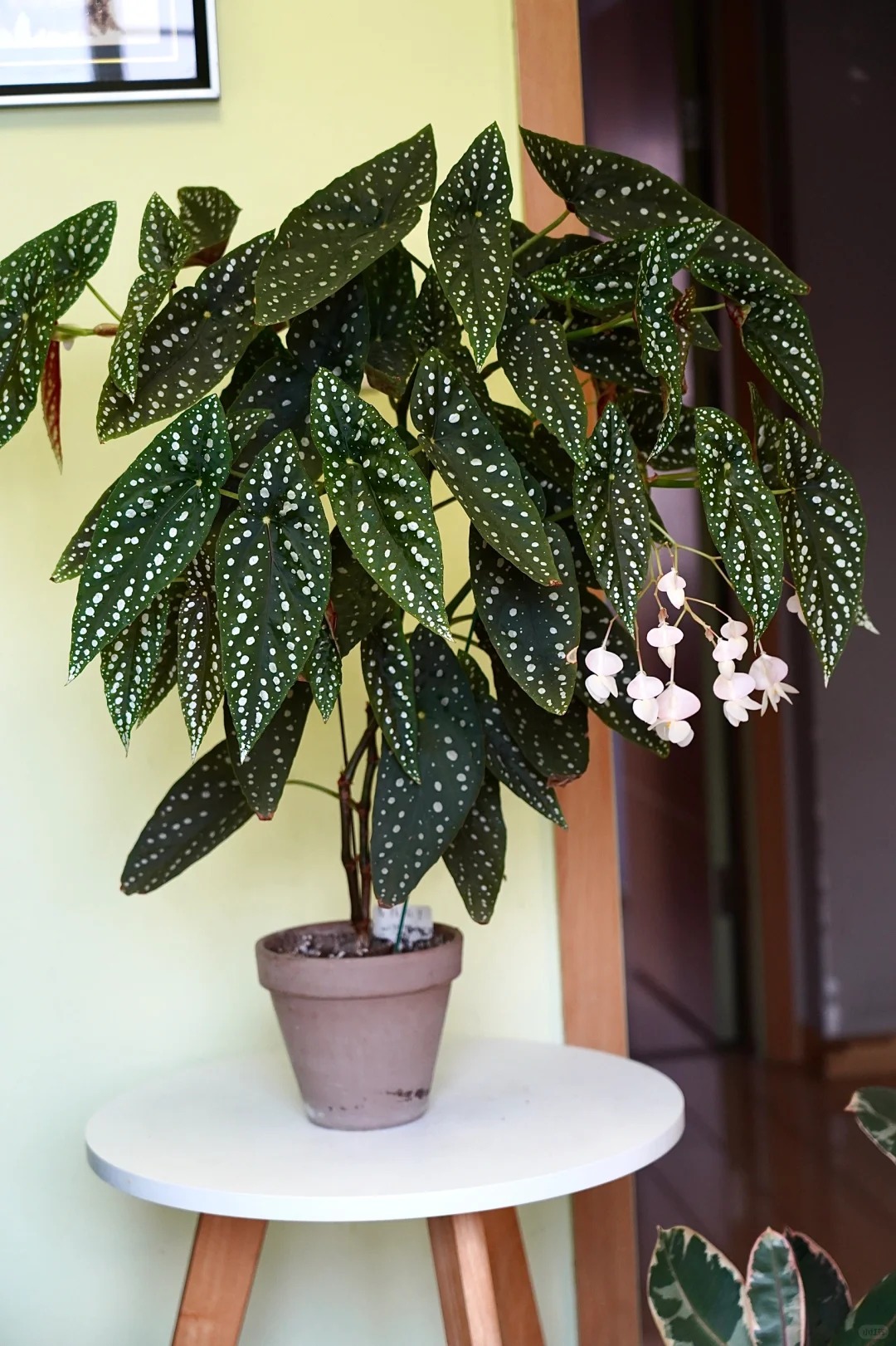 Thu hải đường cá hồi: Cây phong thủy cho người hay gặp may - Ảnh 8. Thu hải đường cá hồi: Cây phong thủy cho người hay gặp may - Ảnh 8.