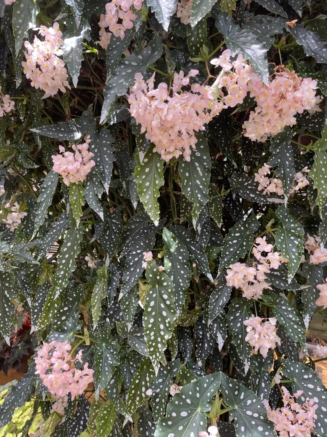 Thu hải đường cá hồi: Cây phong thủy cho người hay gặp may - Ảnh 3. Thu hải đường cá hồi: Cây phong thủy cho người hay gặp may - Ảnh 3.