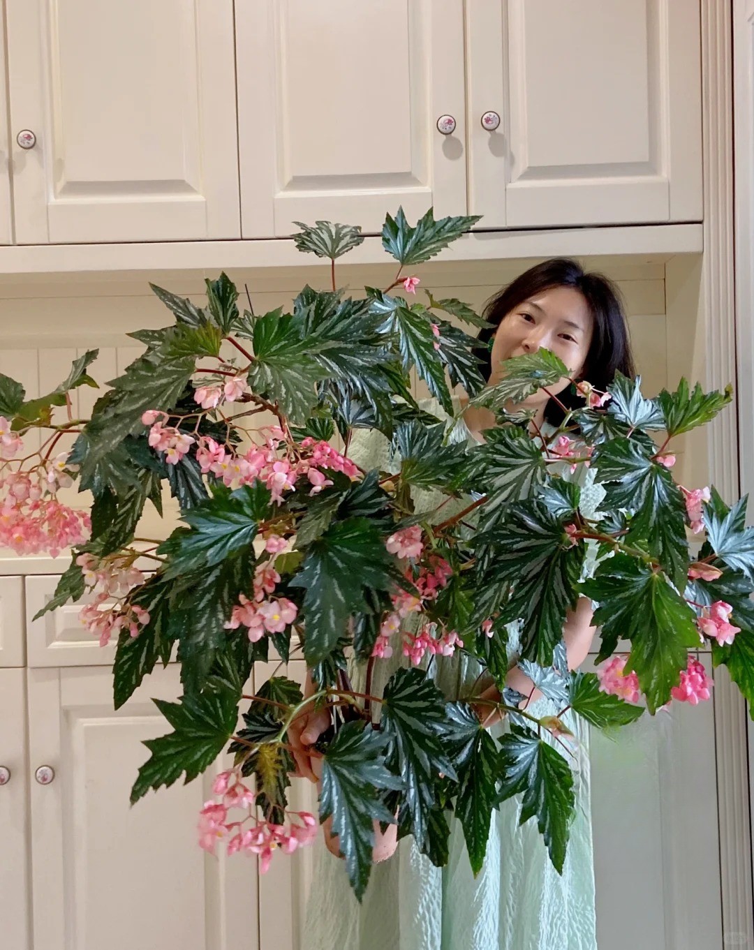 Thu hải đường cá hồi: Cây phong thủy cho người hay gặp may - Ảnh 14. Thu hải đường cá hồi: Cây phong thủy cho người hay gặp may - Ảnh 14.