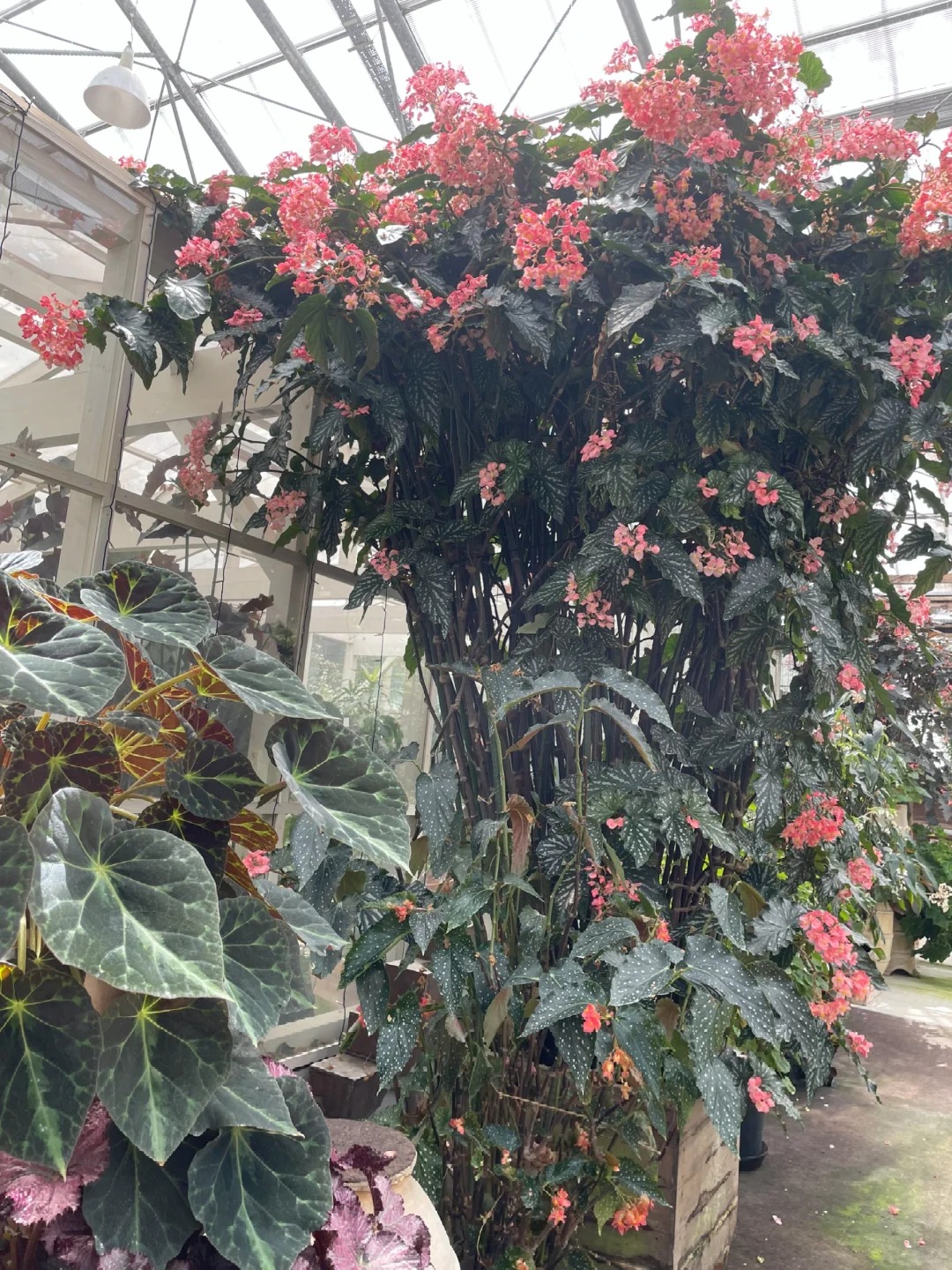 Thu hải đường cá hồi: Cây phong thủy cho người hay gặp may - Ảnh 4. Thu hải đường cá hồi: Cây phong thủy cho người hay gặp may - Ảnh 4.